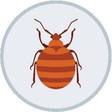 DIY Pest Control real product visual 2